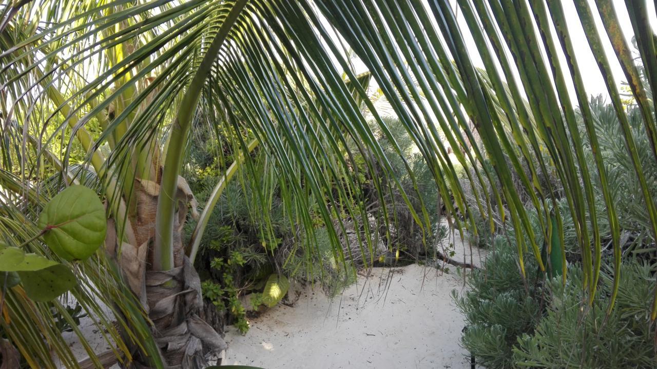 Eco Lodge Hotel Villa Tulum Bagian luar foto